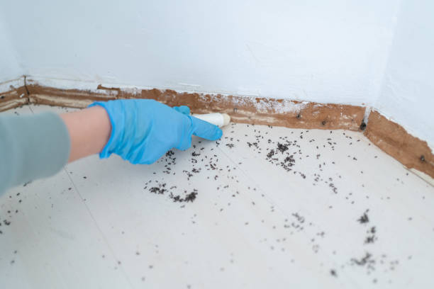 Best Insect Control  in St Albans, WV